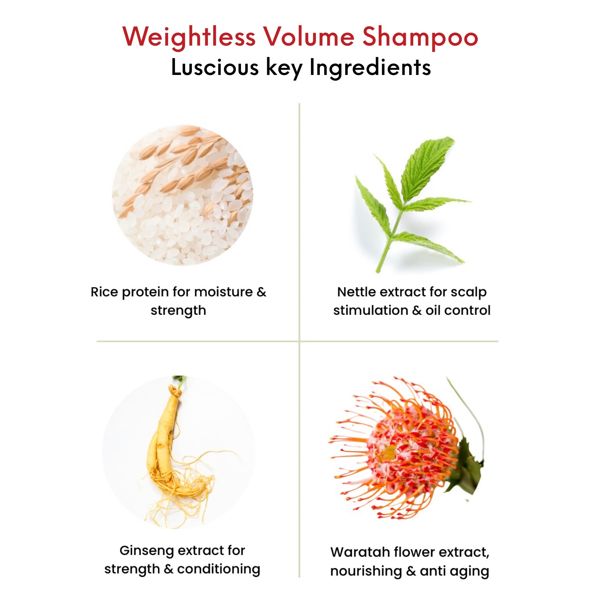 OMG Weightless Volume Shampoo Key Ingredients.  Rice protein for moisture and strength.  Nettle extract for scalp control. Ginseng extract for strength and conditioning. Waratah flower extract for nourishing and anti aging.